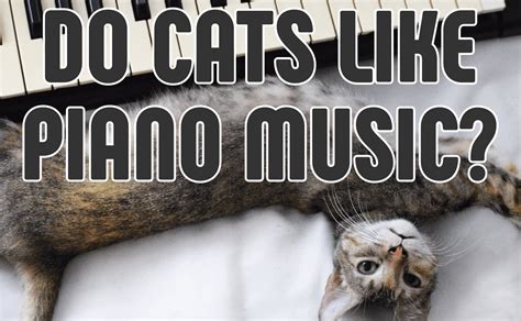 do cats like piano music? maybe they prefer violin sounds?