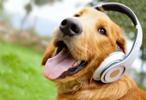 does loud music hurt dogs ears? Does it make them deaf?